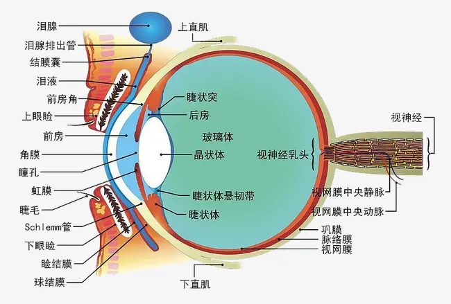 總感覺眼前有線條或氣泡？不要驚慌，就是飛蚊癥！