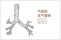 喉嚨里總有痰，痰多還吐不完？可能是這里出了問題，別不當(dāng)回事！