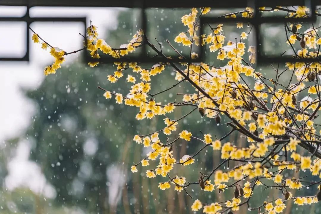 小寒，全年最冷的節(jié)氣！中醫(yī)教你正確調(diào)養(yǎng)身體